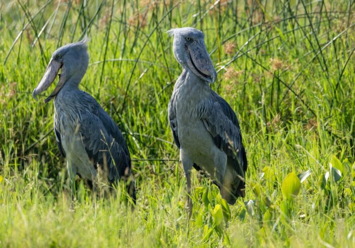 Two Shoebill storks stand in a grassy wetland habitat, Uganda.