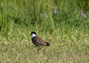 Spur-winged lapwing in Uganda standing in grassy field. Black and white head, brown body, black tail.
