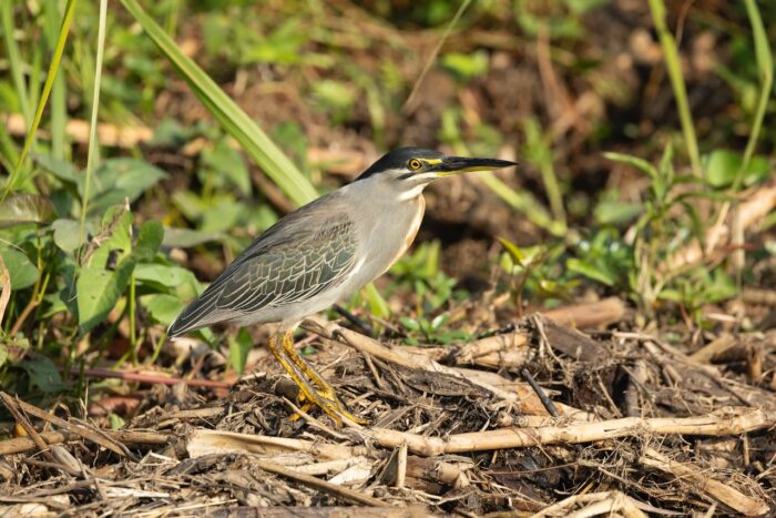 Striated heron standing on sticks in Uganda, with green foliage background and yellow legs.