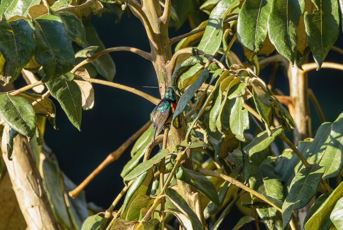 Sunbird perched in a lush green tree, Uganda. Bird with iridescent feathers and red chest.