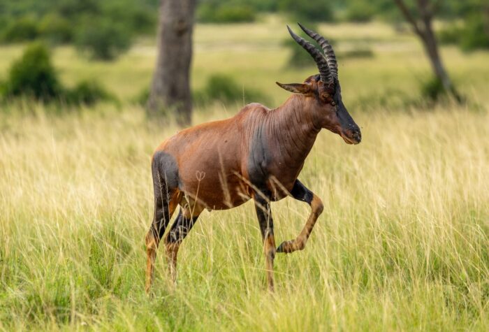 A topi antelope walking through tall grass in Uganda, with dark markings and curved horns.