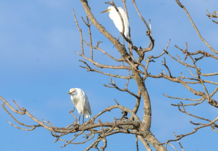 Two white egrets perched in a bare tree against a blue sky.
