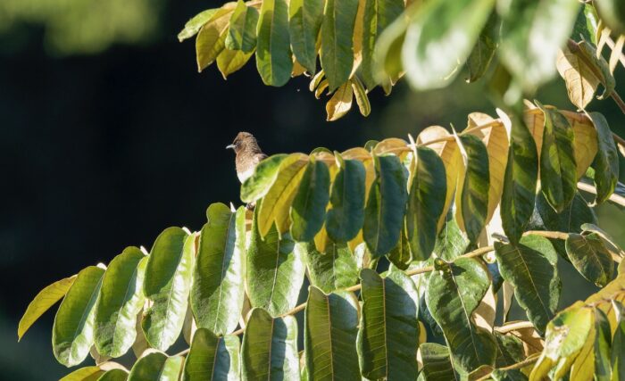 Brown bird perched on a branch with green and yellow leaves in Uganda.