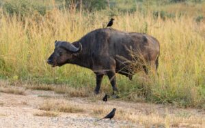 Buffalo with oxpeckers in Uganda, tall grass background.