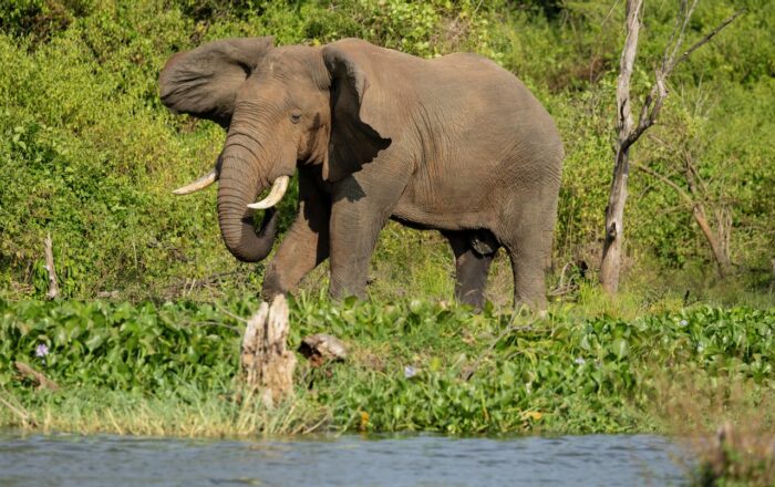 Elephant near water in Uganda, with green foliage backdrop. Ivory tusks visible.