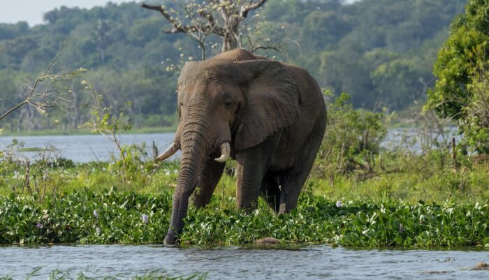 Elephant in Uganda stands in water, surrounded by green vegetation. Lush landscape in background.