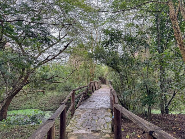Wooden bridge pathway through lush green forest in Uganda. Serene nature scene, trees, and foliage.