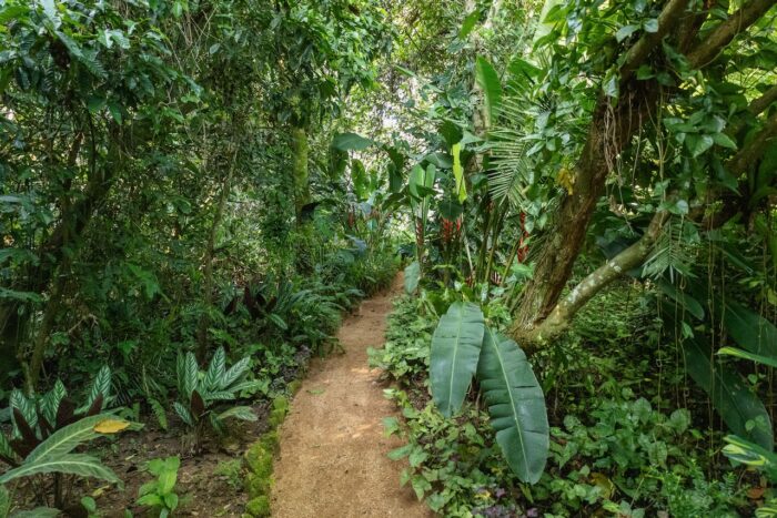 Lush jungle path with dense greenery and tropical plants in Uganda.