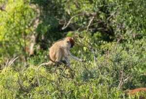 Monkey in a tree in Uganda, foraging for food in the lush greenery.