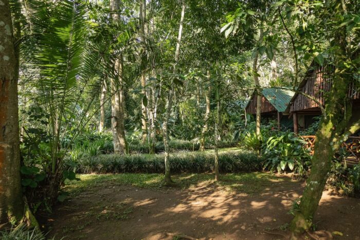 Lush Ugandan rainforest scene with tropical foliage and rustic cabins.