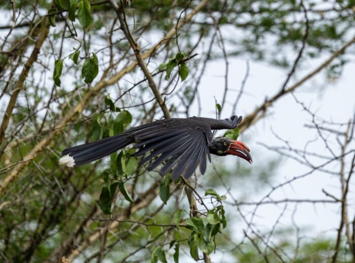 Von der Decken's hornbill in flight, showing red beak and white-tipped tail, Uganda.