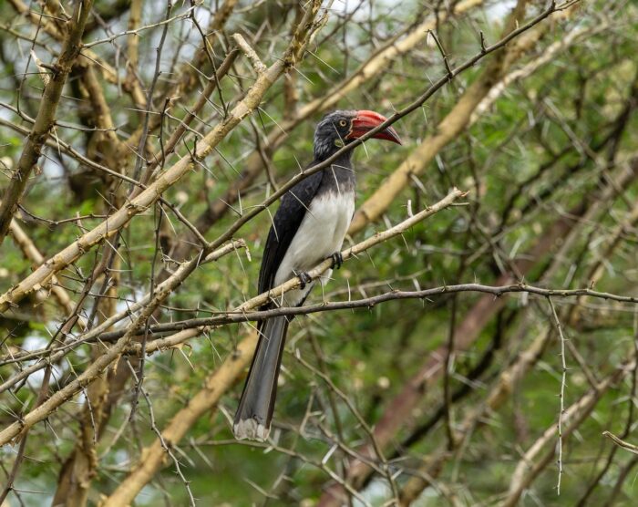 Von der Decken's Hornbill perched on a thorny branch in Uganda. Red beak, grey head, and white chest.