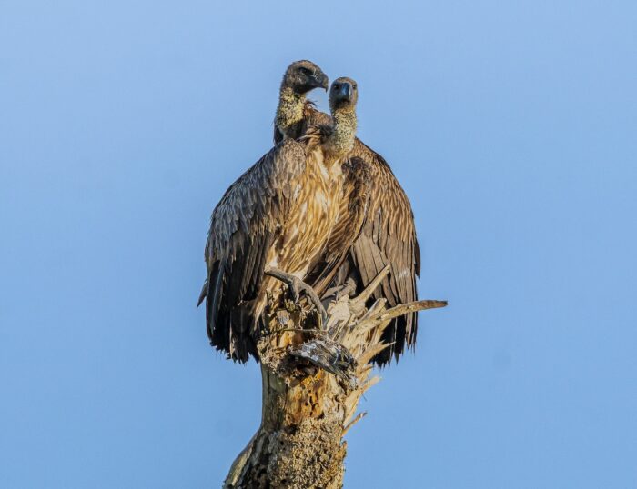 Two vultures perched atop a tree stump against a clear blue sky in Uganda.