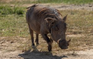 Warthog walking on grassy ground in Uganda, showing its tusks and coarse hair.