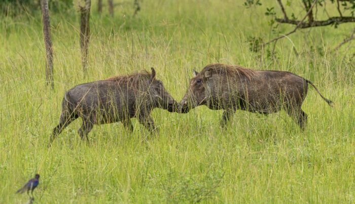 Two warthogs face each other in tall grass in Uganda, with a bird in the foreground.