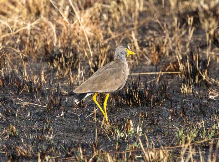 Wattled lapwing bird in Uganda, gray head, yellow legs and beak.