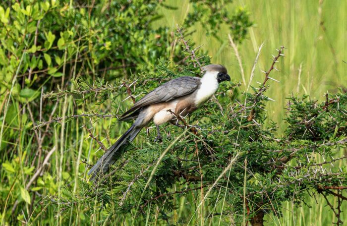 White-bellied go-away-bird perched on a thorny branch in Uganda, with gray and brown plumage.
