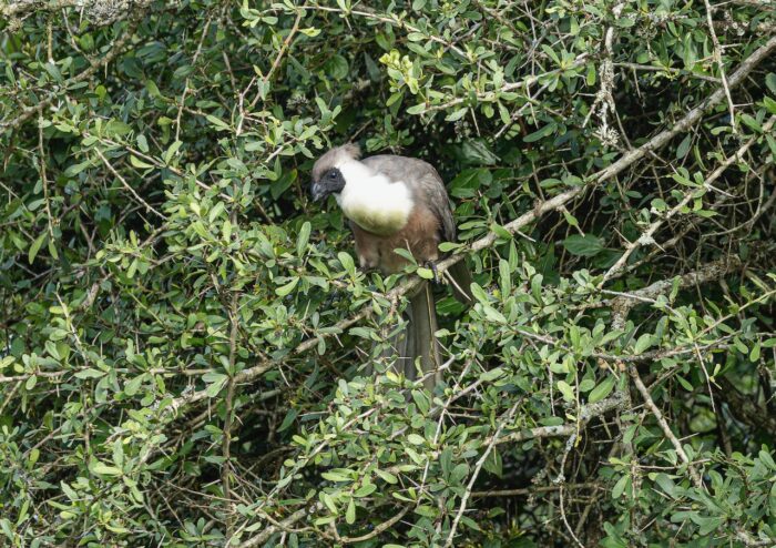 White-breasted cuckooshrike perched in a thorny green bush, Uganda wildlife.