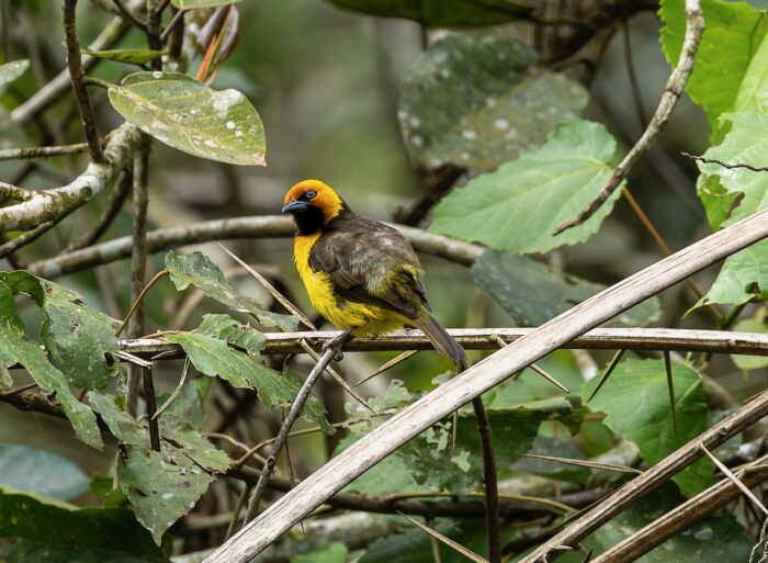 Yellow-mantled Weaver bird perched on a branch in Uganda, with yellow head and chest, and brown back.