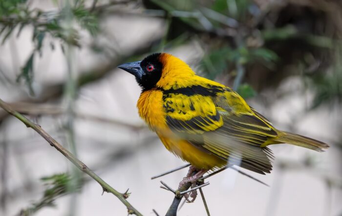 Yellow bird with black head perched on a branch.
