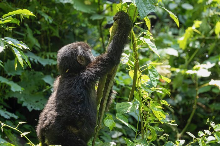 Young gorilla reaching for leaves in lush Ugandan forest.