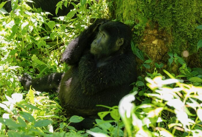 Young gorilla resting near a mossy tree in lush Uganda foliage.