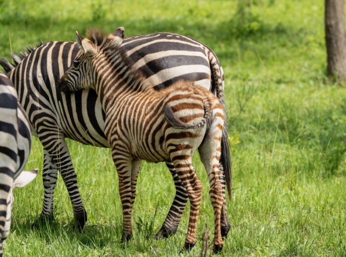 Zebra calf with mother in Uganda, grazing in green field.
