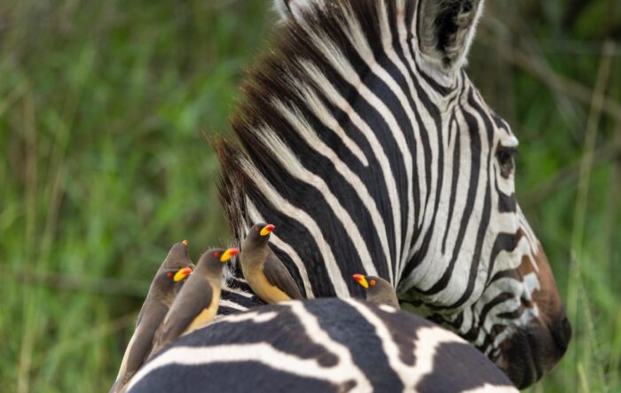 Zebra with yellow-billed oxpeckers on its back in Uganda.