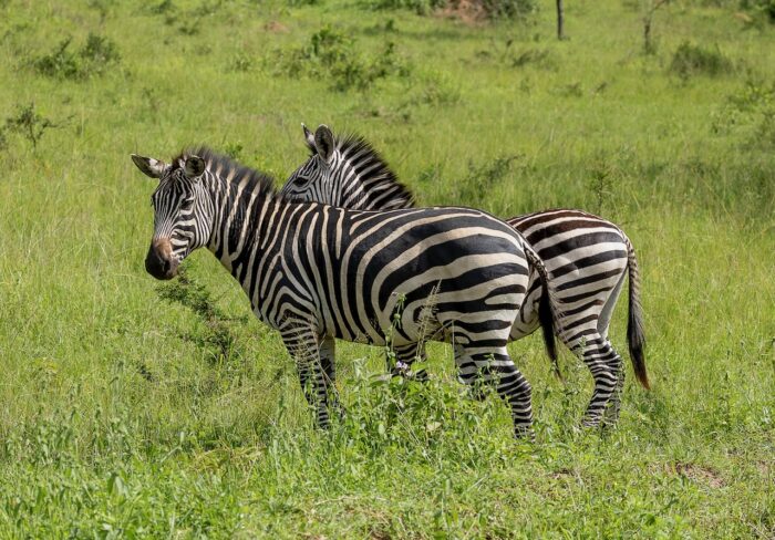 Two zebras standing in a grassy field, Uganda wildlife.
