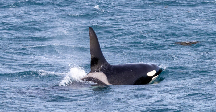 Orca whale breaching the surface of the ocean with a splash of water.