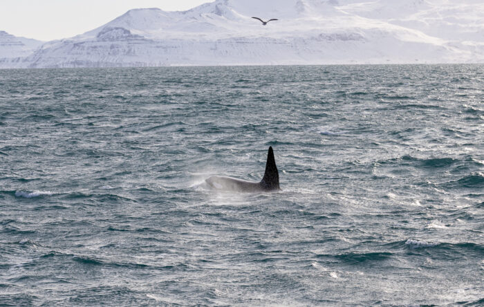 Orca whale breaching in choppy ocean water with snow-capped mountains in the background.