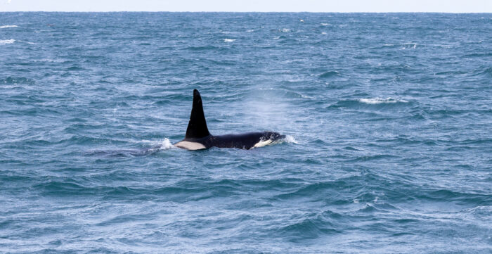 Orca whale surfacing and exhaling water in a choppy blue ocean.