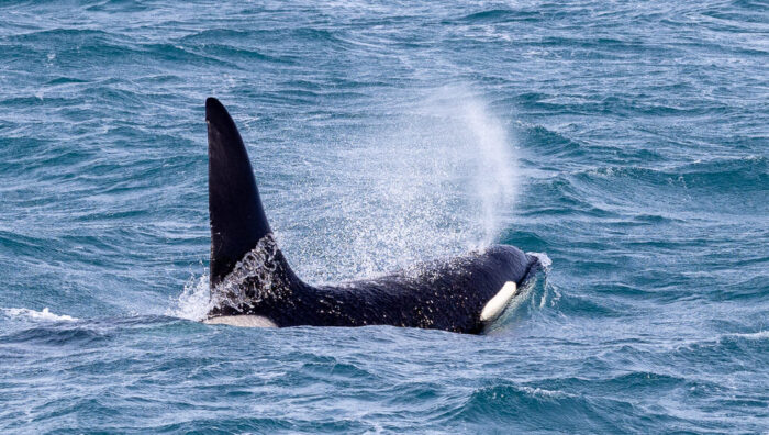 Orca whale spouting water in choppy blue ocean waves