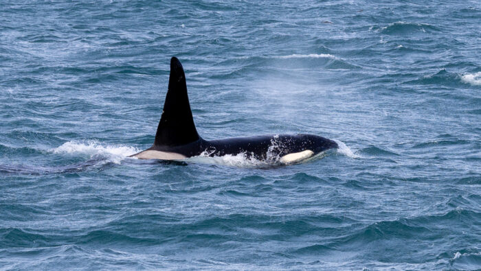 Orca whale surfaces in choppy blue ocean water, exhaling mist.