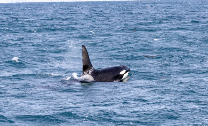 Orca whale surfacing and exhaling in blue ocean water